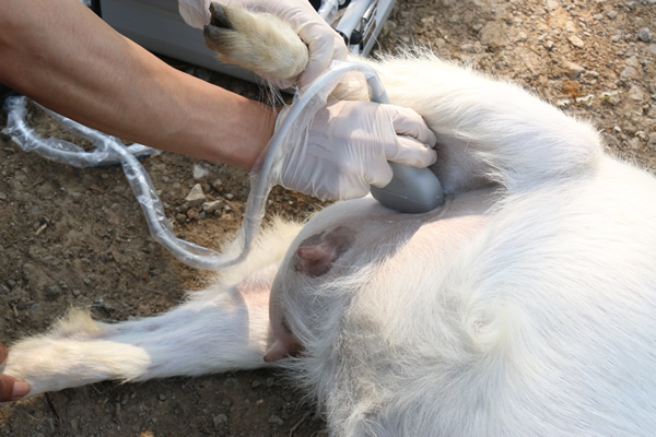 兽用B超机,兽用b超,兽用孕检B超,，技术人员对55只人工授精和48只自然配种的母羊实行兽用超声B超机孕检妊娠检测。