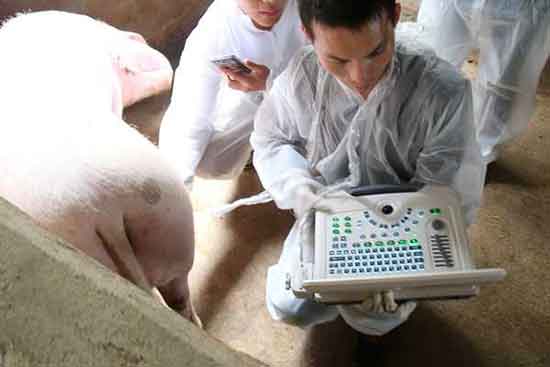 养猪场使用兽用B超机