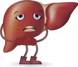 肝脏B超检查结果常见术语解析